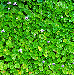 Ground Covers