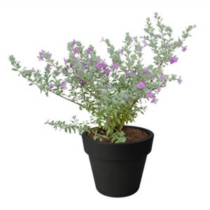 Leucophyllum Frutescens