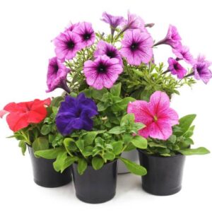 Petunia Mix