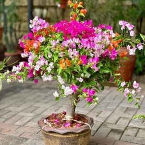 Bougainvillea Mix