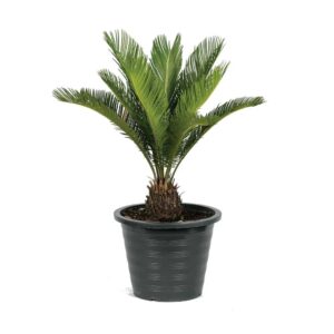 Cycas Revoluta