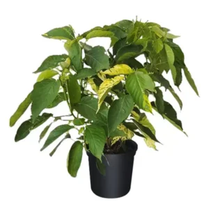 Acalypha Wilkesiana Green