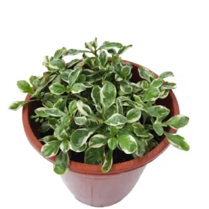 Alternanthera Ficoidea