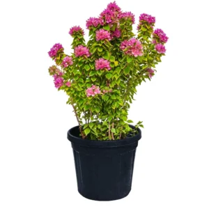 Bougainvillea Pinkpixie