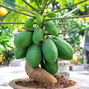 Carica Papaya