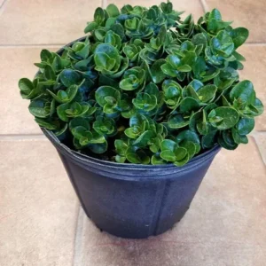 Carissa Boxwood Beauty