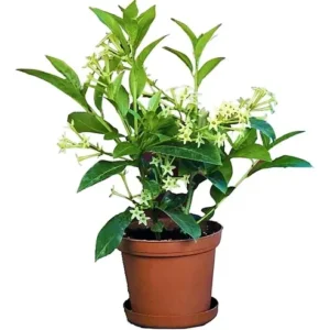 Cestrum Nocturnum