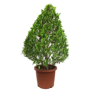 Conocarpus Lancifolius