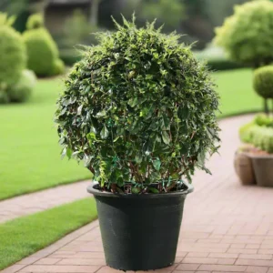 Ehretia Microphylla Ball Shape