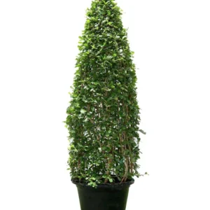 Ehretia Microphylla Cone Shape