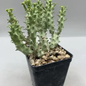 Euphorbia Hybrid