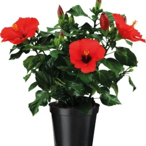 Hibiscus Rosa Sinensis