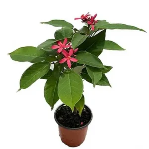 Jatropha Integerrima