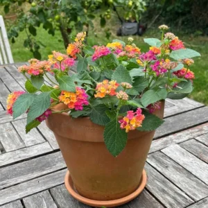 Lantana Camara