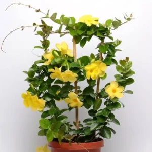 Mandevilla Yellow