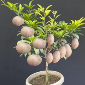 Manilkara Zapota "Chikoo"