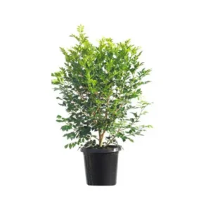 Murraya Paniculata 16 Ltrs