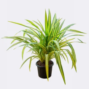 Pandanus Variegated