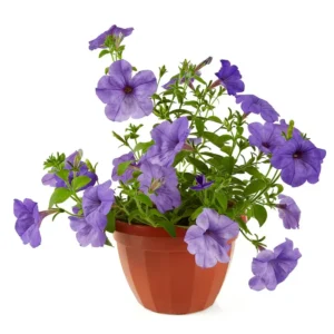 Ruellia Ciliosa Blue