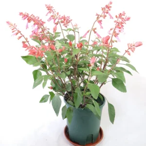 Salvia Splendens