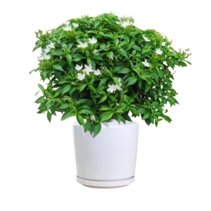 Tabernaemontana Divaricata