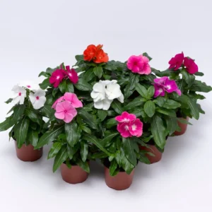 Vinca Rosea