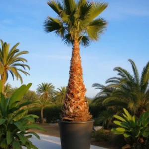 Washingtonia Rubusta