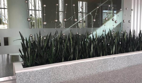 Snake-Plants-in-Planter-by-Planterra